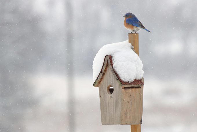 Should you put out dog hair for birds to make nests?