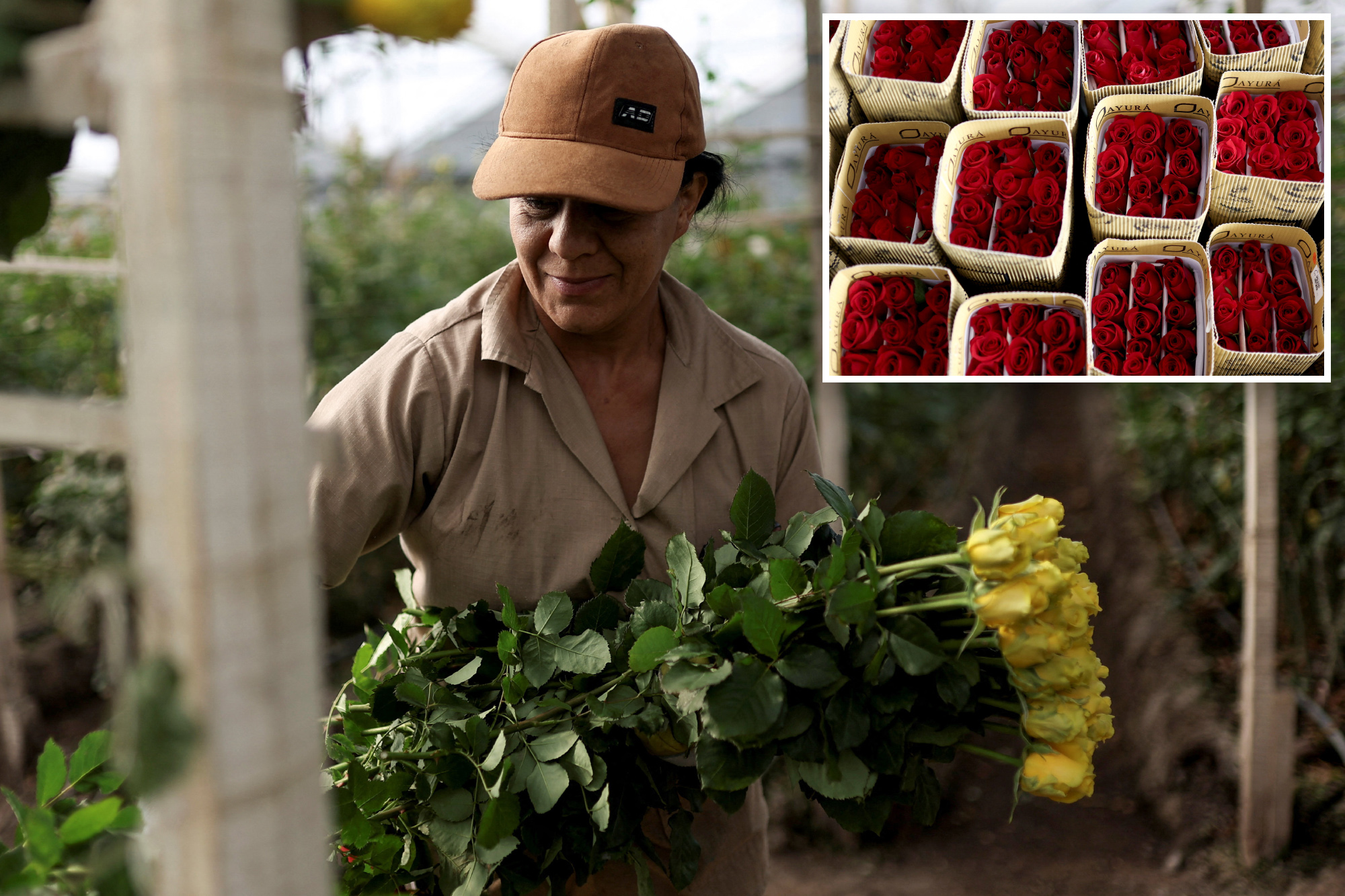 US tariffs threaten major Colombian flower exporter amid Valentine’s ...