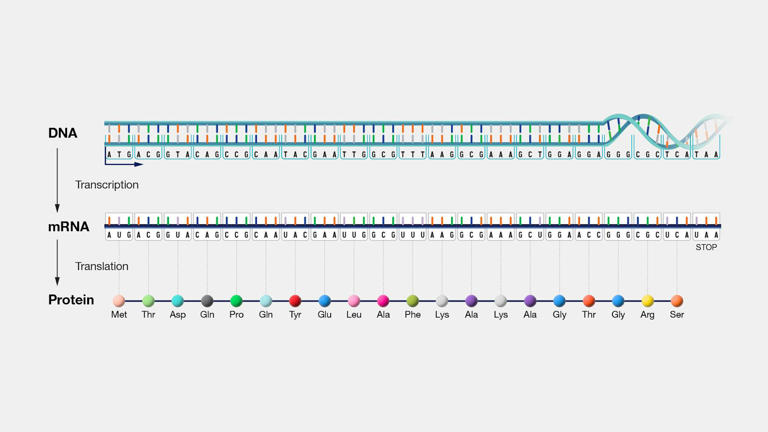 RNA is key to the dark matter of the genome - scientists are sequencing ...