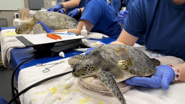 Cold-stunned Florida sea turtles recovering in Tampa Bay