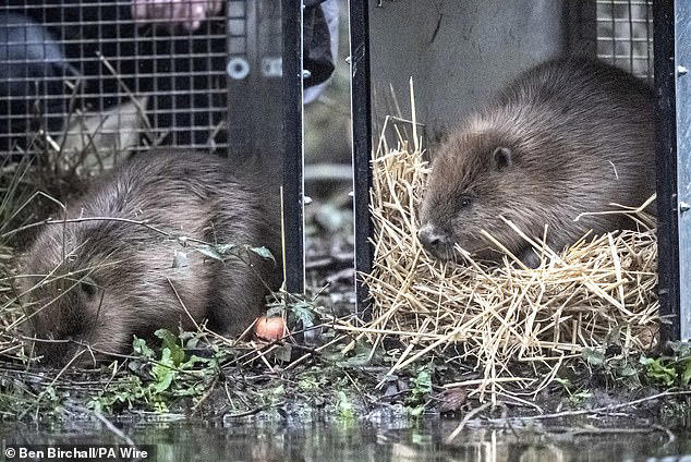 Dam cute! Families of beavers are released in the UK to help rivers and ...
