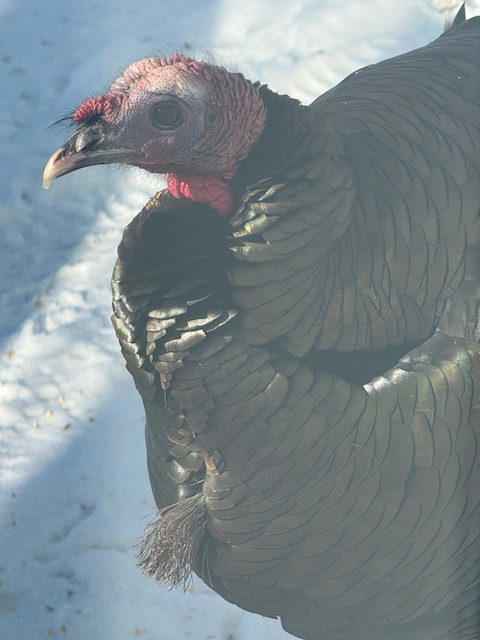 Investigation launched over missing wild turkey 