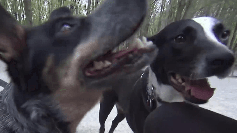 Veterinarian warns canine distemper can spread from racoon-contaminated ...