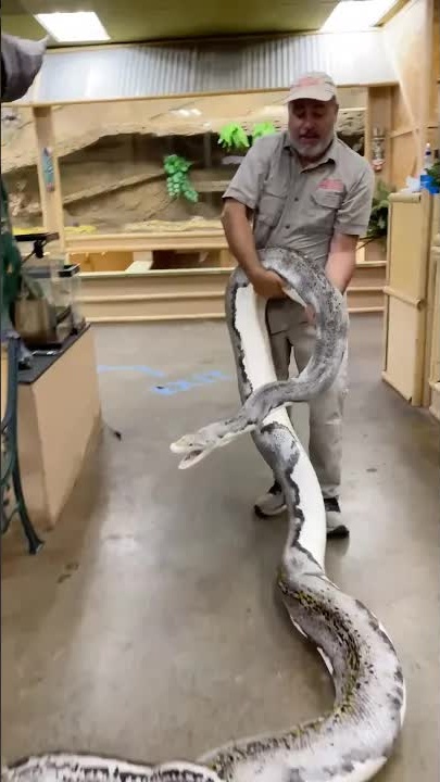 Feisty reticulated python momma after laying eggs