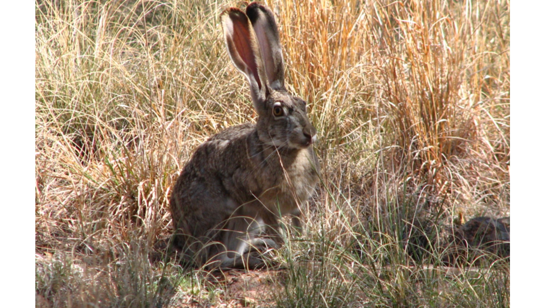Iowa DNR seeks help finding wild jackrabbits