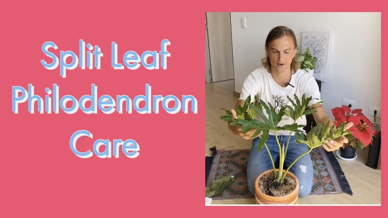 Split leaf philodendron plant care | Watch