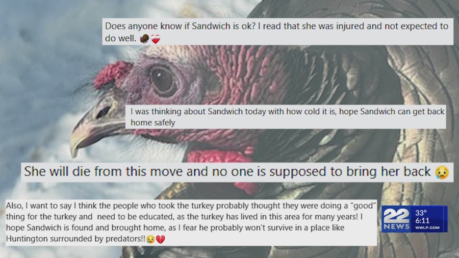 Investigation launched over missing wild turkey 