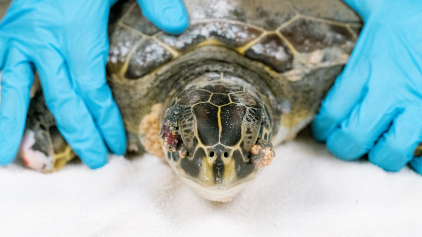 Cold-stunned Florida sea turtles recovering in Tampa Bay