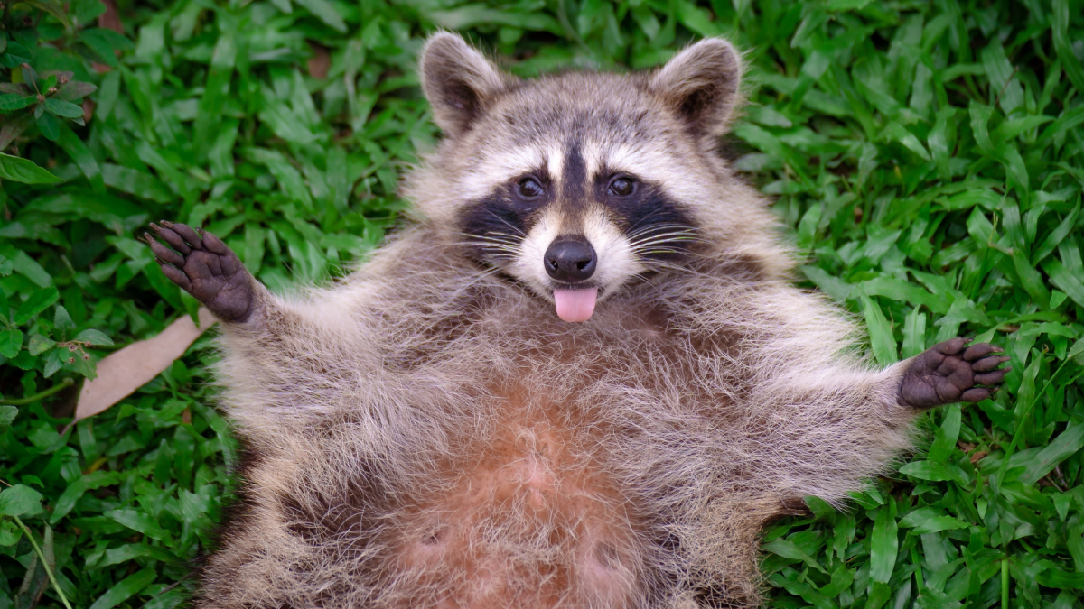 Woman captures hilarious moment of raccoon trying to break into her ...