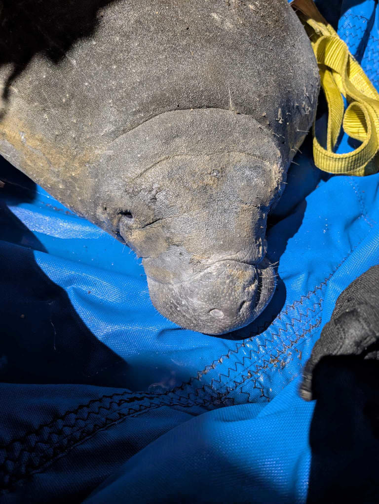 400-pound manatee rescued from Central Florida storm drain recovering ...