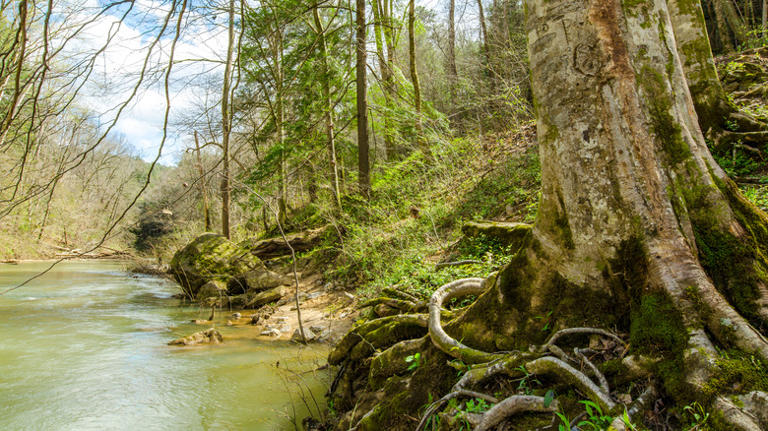 Alabama's 'land of 1,000 waterfalls' is an underrated forest with ...
