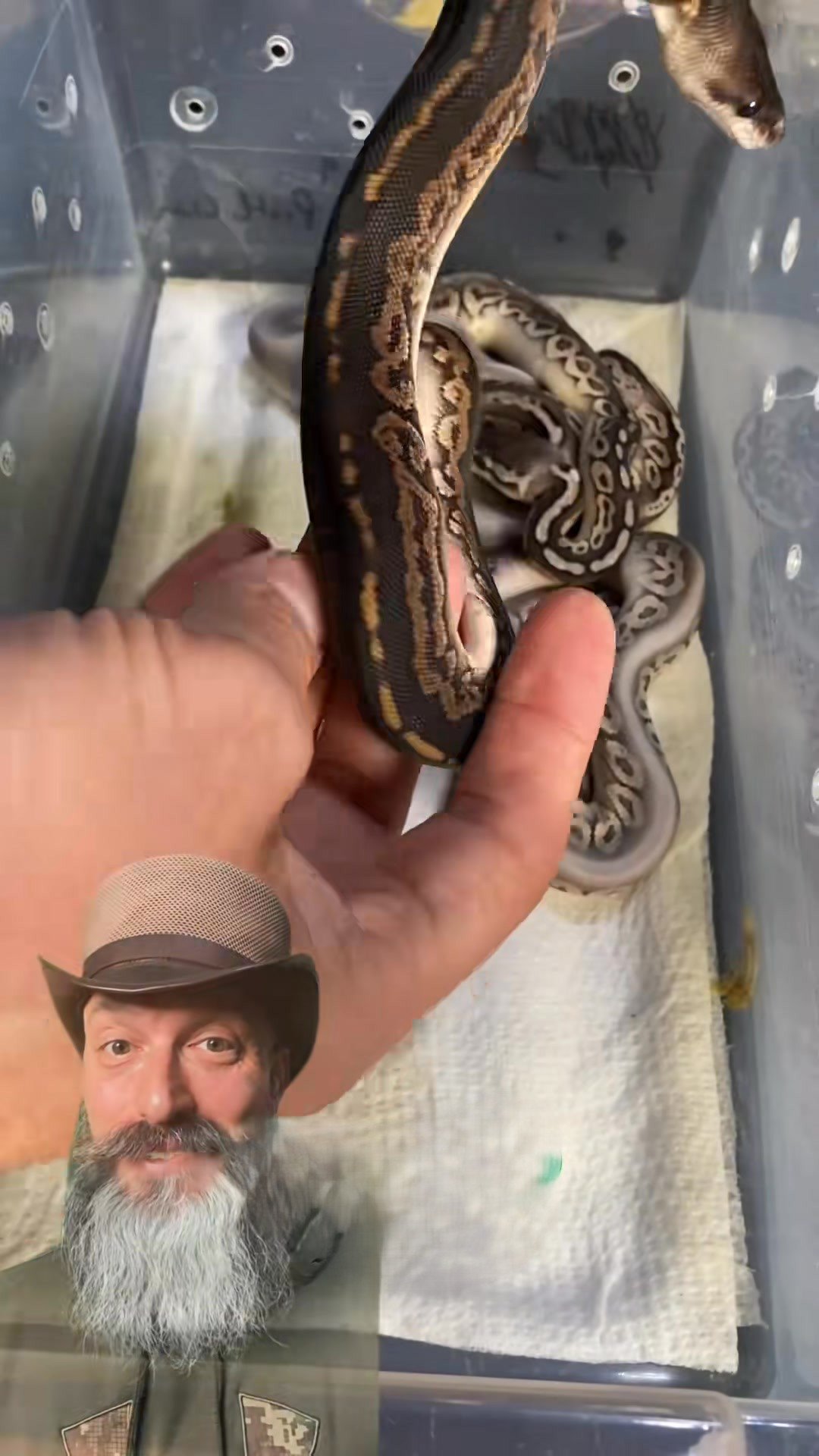 Thermostat For Ball Pythons Reference: Incredible Ball Pythons