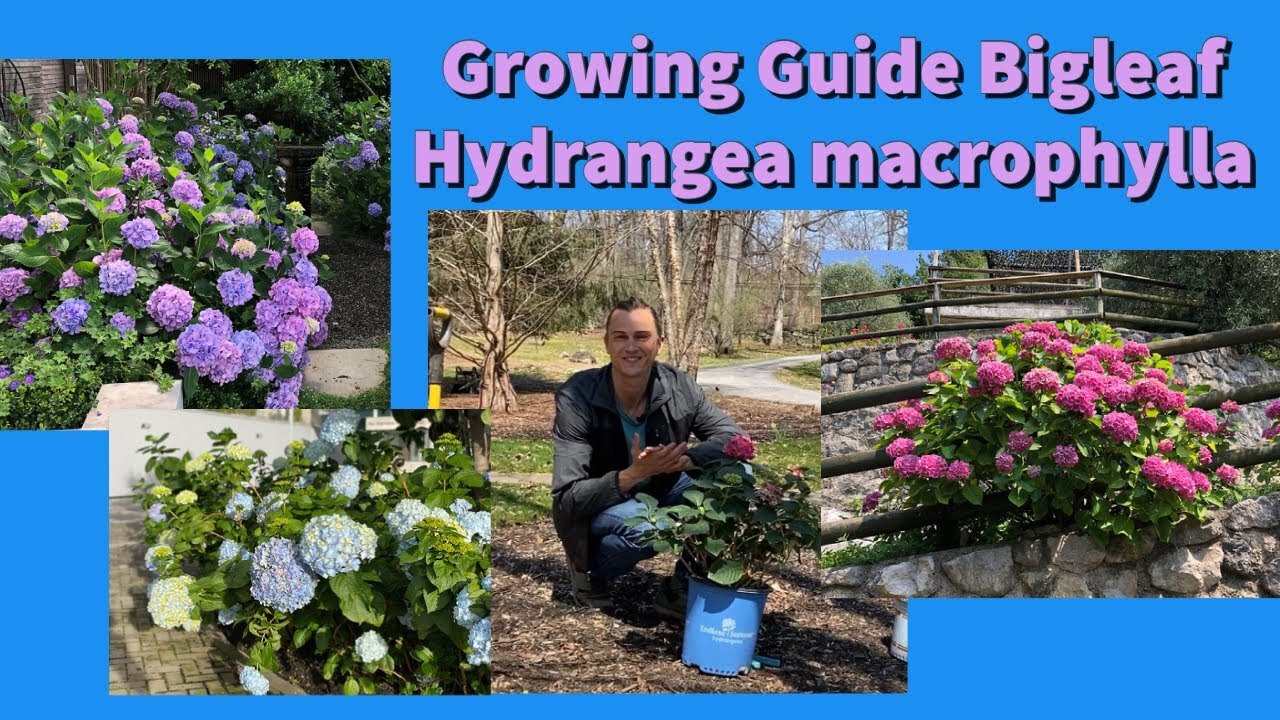 Complete growing guide to bigleaf hydrangea macrophylla: How to plant ...