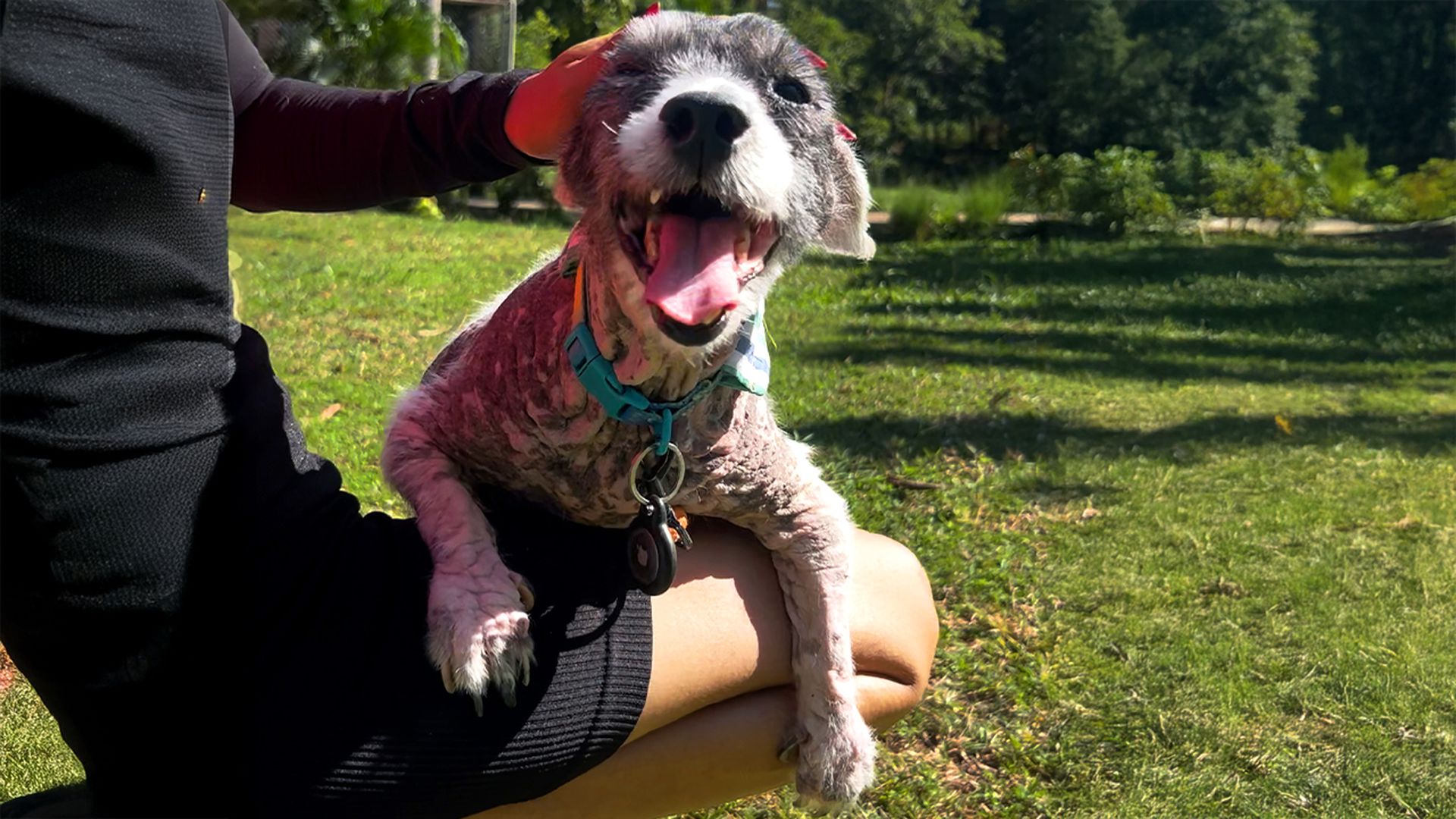 Hairless rescue scared dog transforms in just 3 weeks