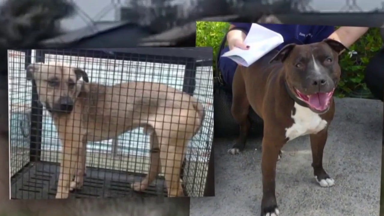 Nearly 100 dogs seized from California animal shelter euthanized ...