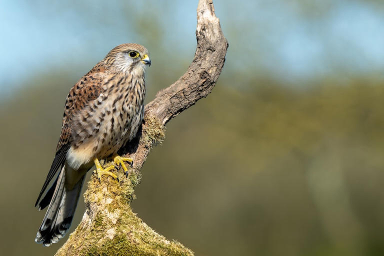 Falcon species in Germany and how to identify them