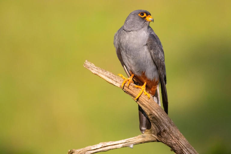 Falcon species in Germany and how to identify them