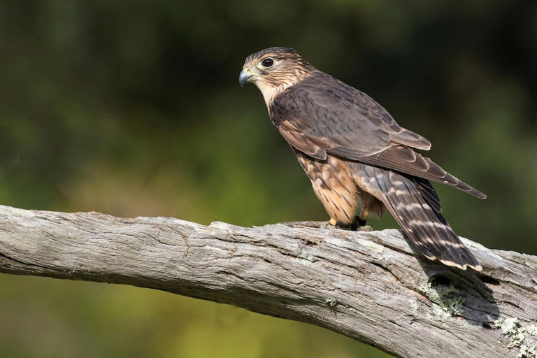 Falcon species in Germany and how to identify them