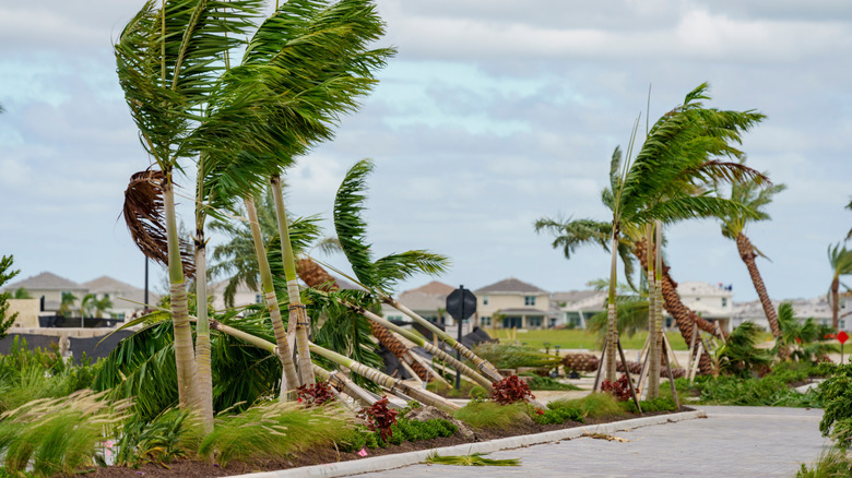 Palm trees damaged by a hurricane