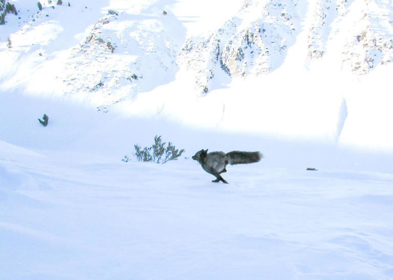 Sleek, lithe and extremely rare: This elusive California fox has ...