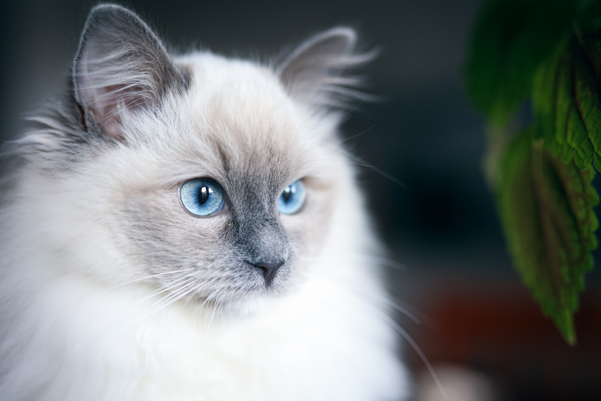 Persian and Ragdoll siblings turn late-night zoomies into a full-on ...