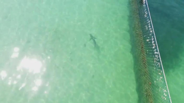 Shark spotted swimming inside ocean pool at popular Sydney beach