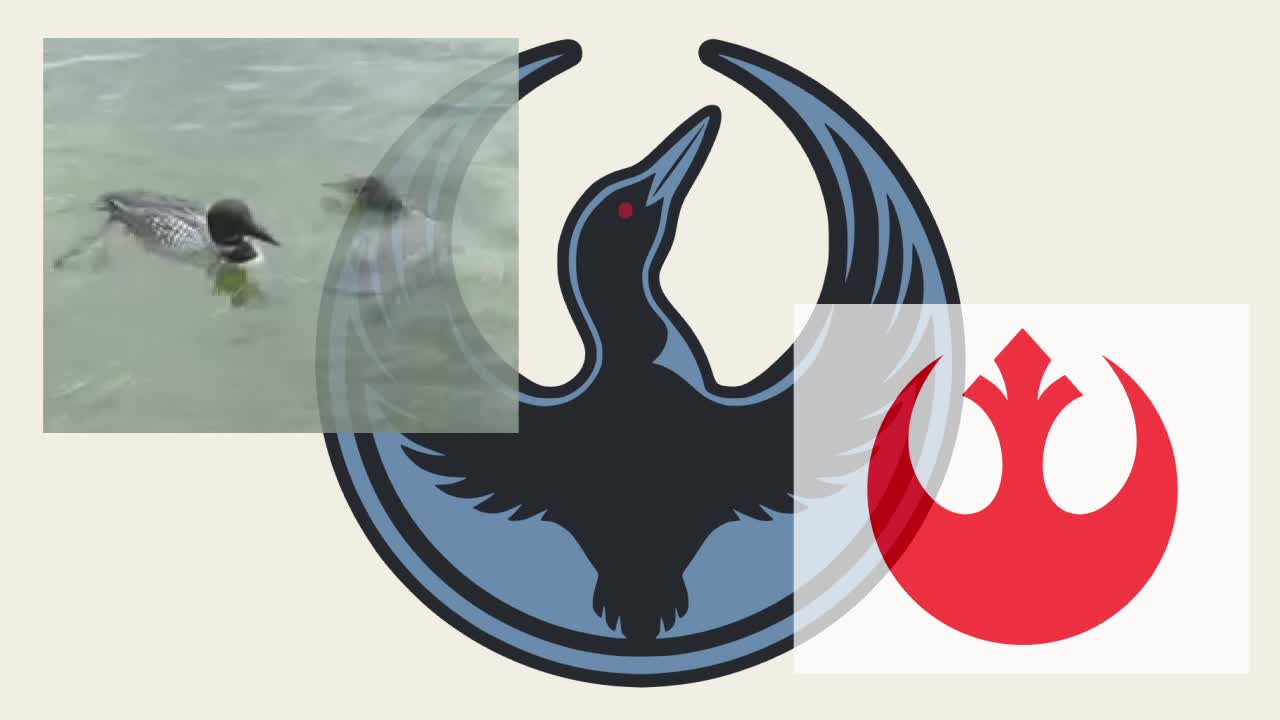 Minnesota's rebel loon: A viral symbol of resistance