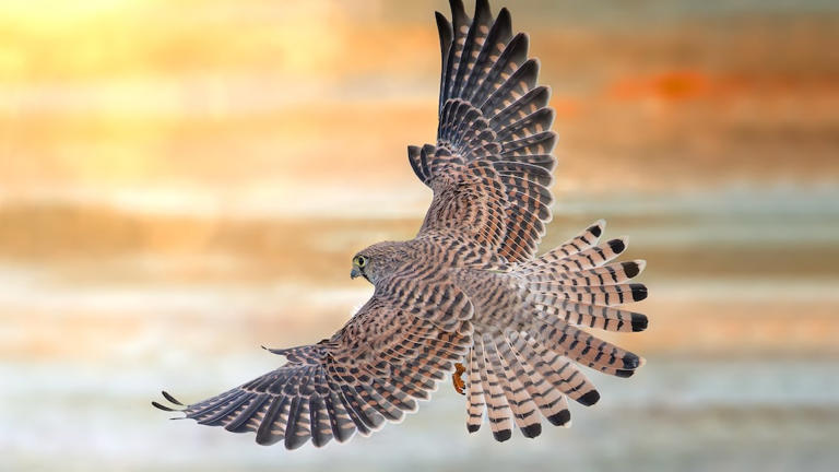 Falcon species in Germany and how to identify them