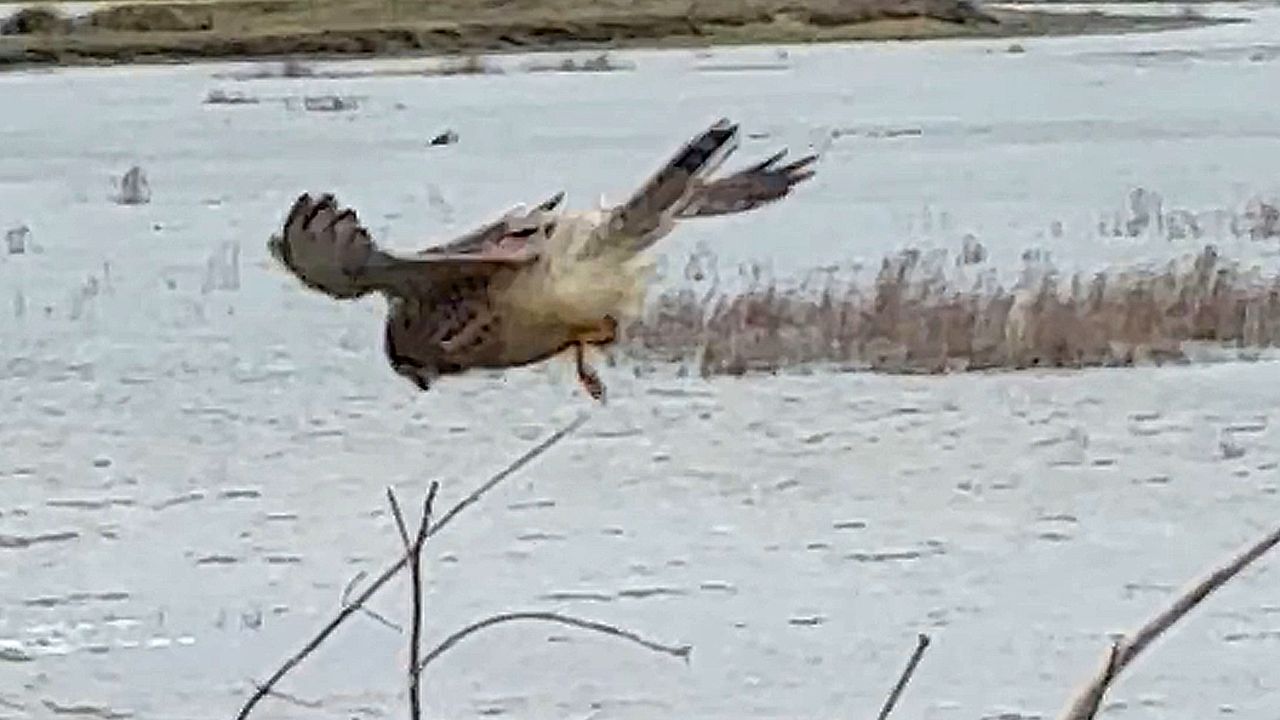 Kestrel hovering in strong wind looks like it's floating in mid-air