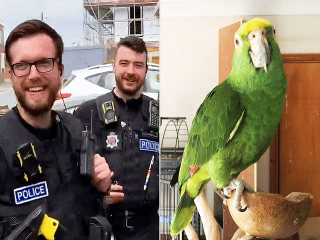 Man calls police after parrot repeatedly insults him, claims bird ...