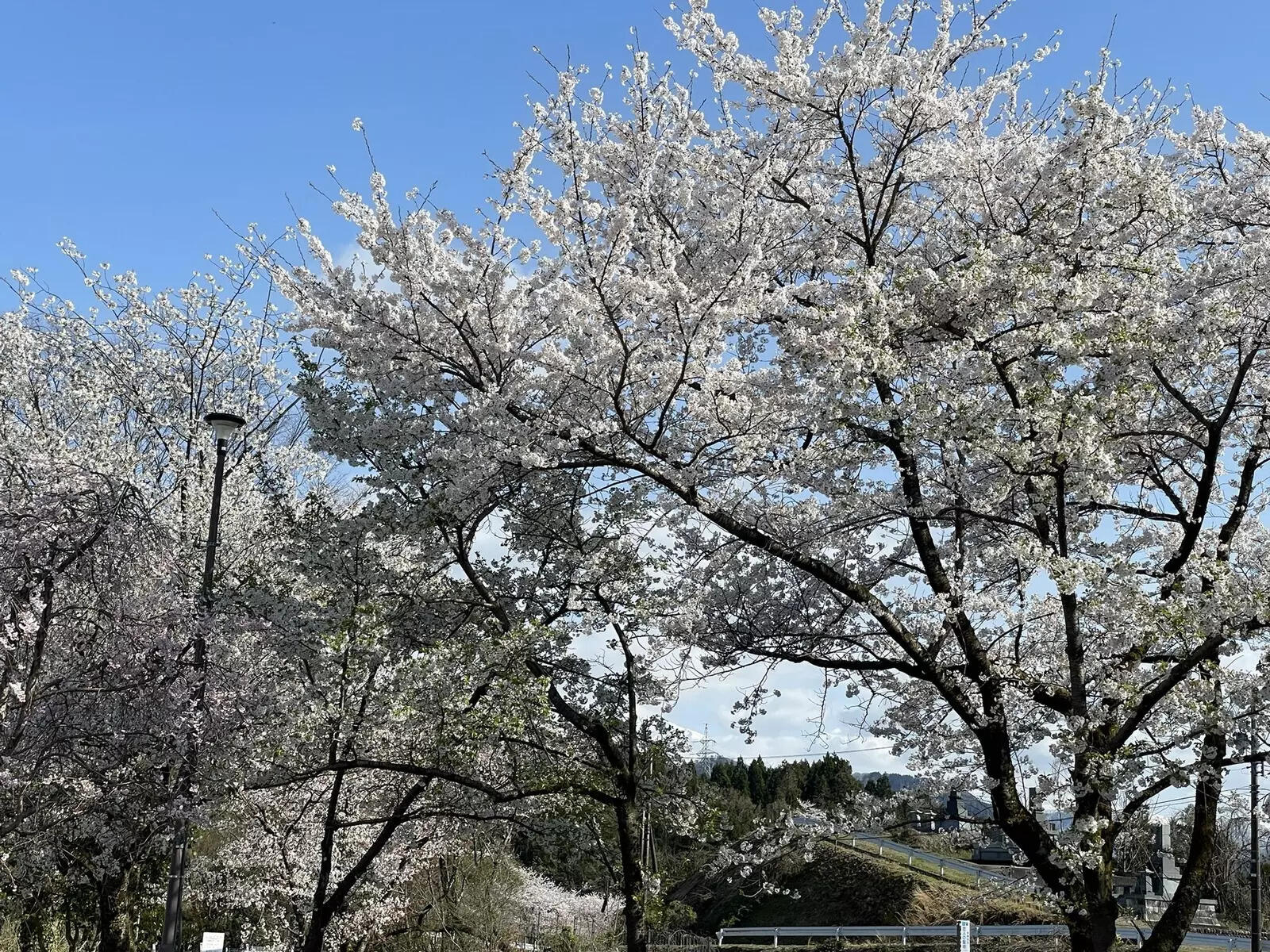Why cherry blossoms are the heart of Japanese culture - history ...