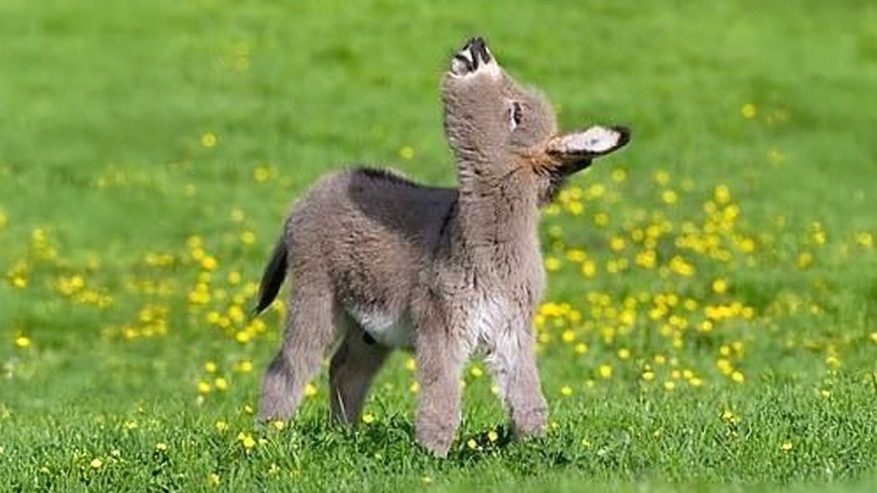 Animals are the cutest creatures in the whole world