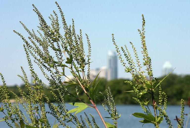 Is it ever not allergy season in Austin? A month-by-month breakdown