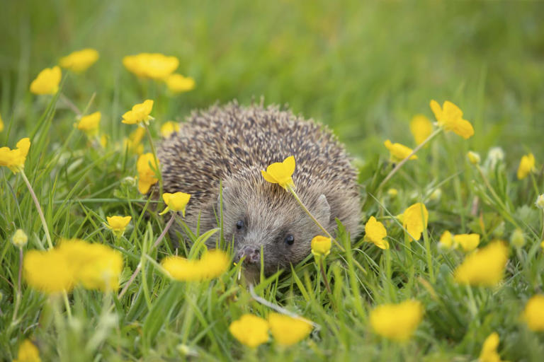 Hedgehogs will visit your garden if you put this 1 thing outside in ...