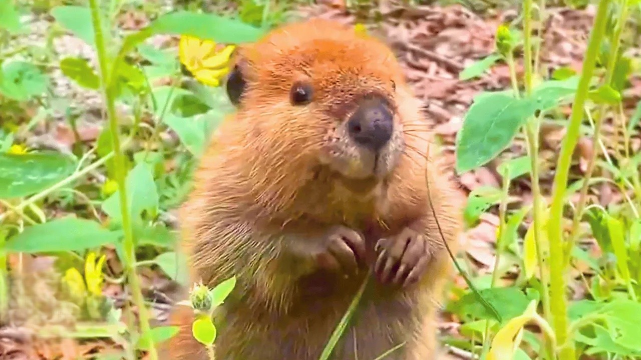 This baby beaver gets rescued - and his happy dance says it all