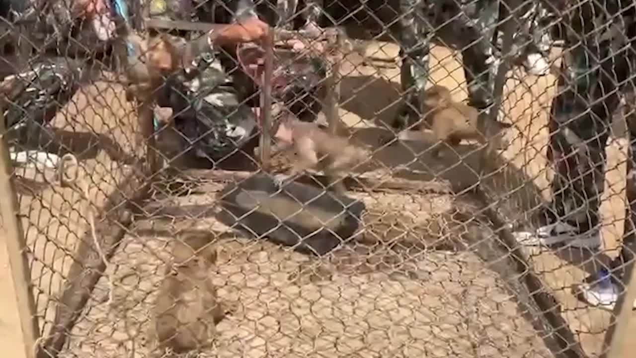 Officers rescue 14 protected macaques in crackdown on illegal wildlife ...