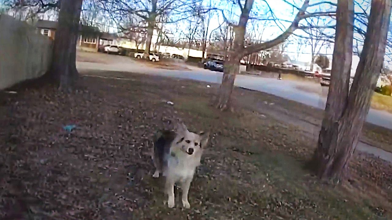Hero dog leads police to missing child in Kentucky