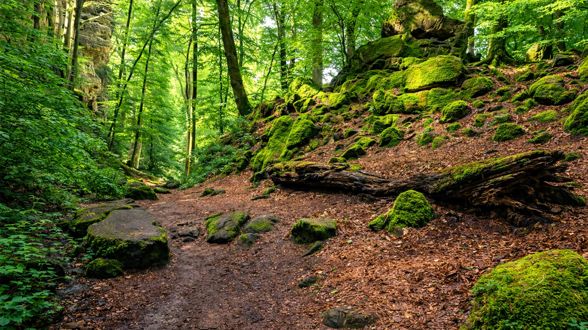 Teufelsschlucht Germany dramatic sandstone gorge walk (4K)