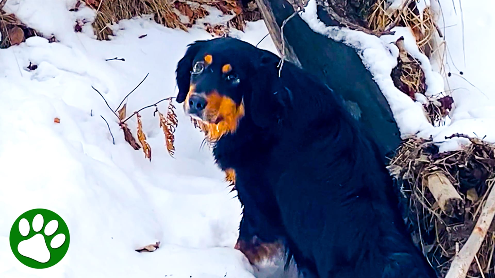 Hero dogs lead family to rescue frozen dog<br><br>