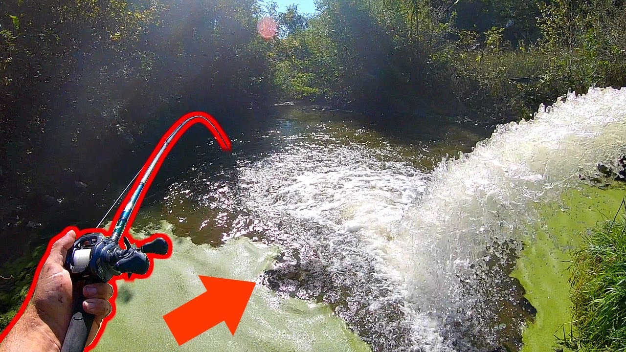 Rushing water draws giant fish to tiny urban spillway