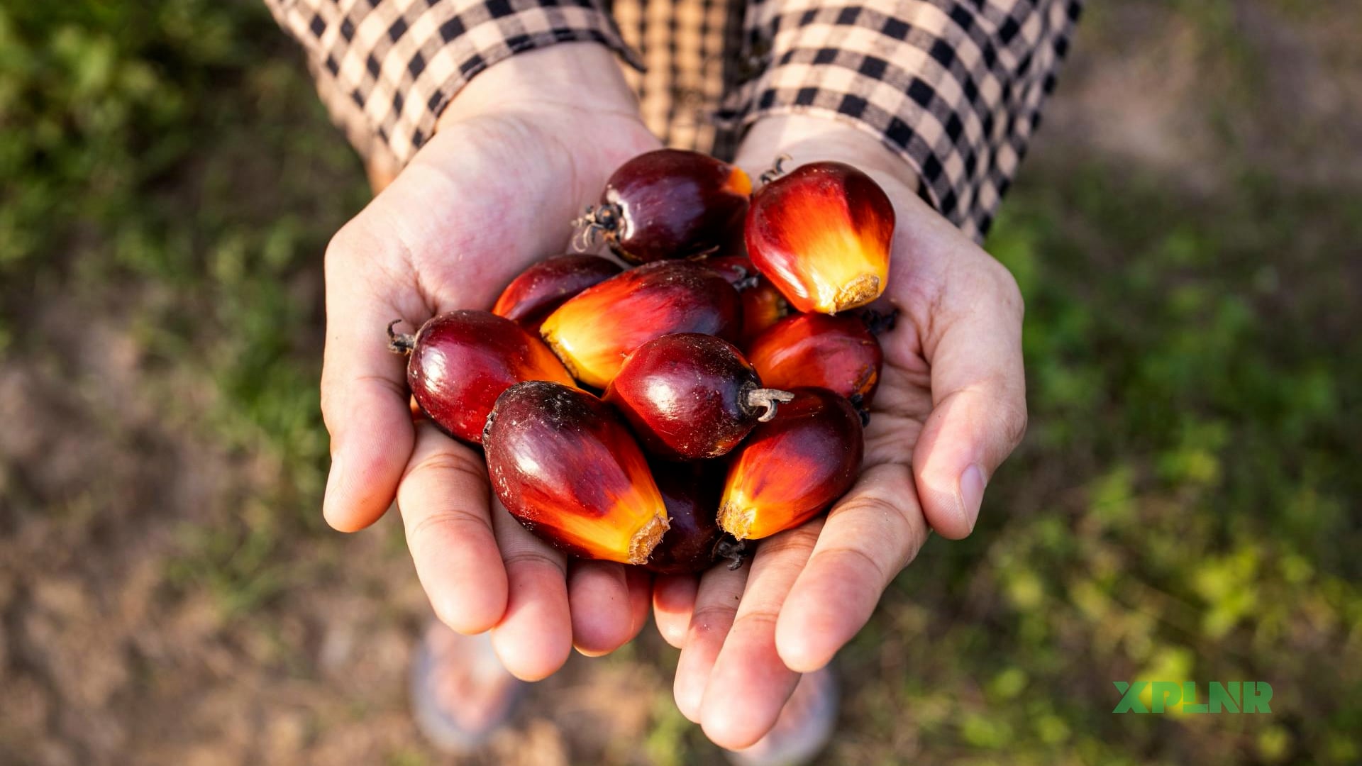 The environmental impact of palm oil: what you need to know