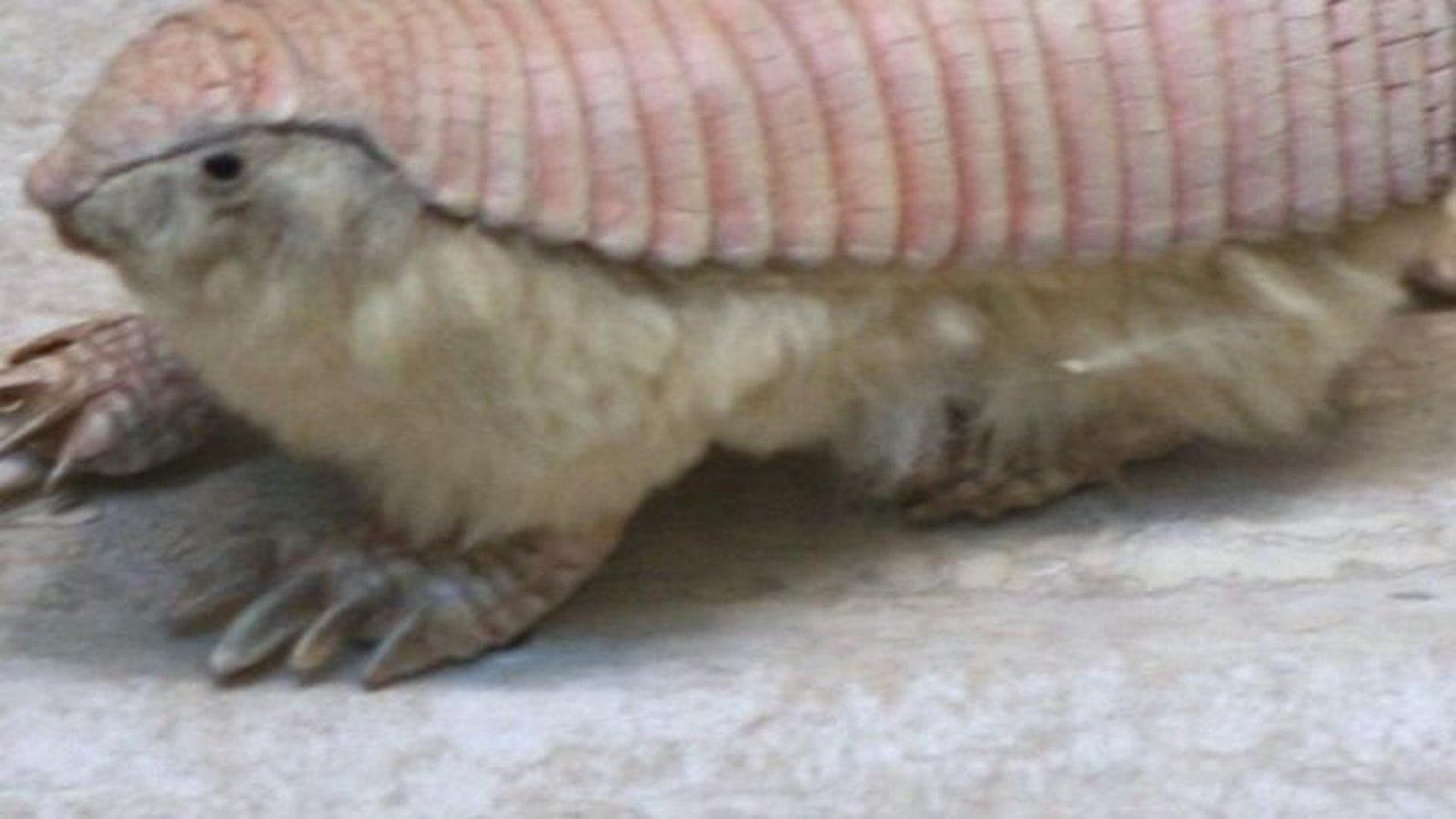 These shy species vanish the moment they sense humans