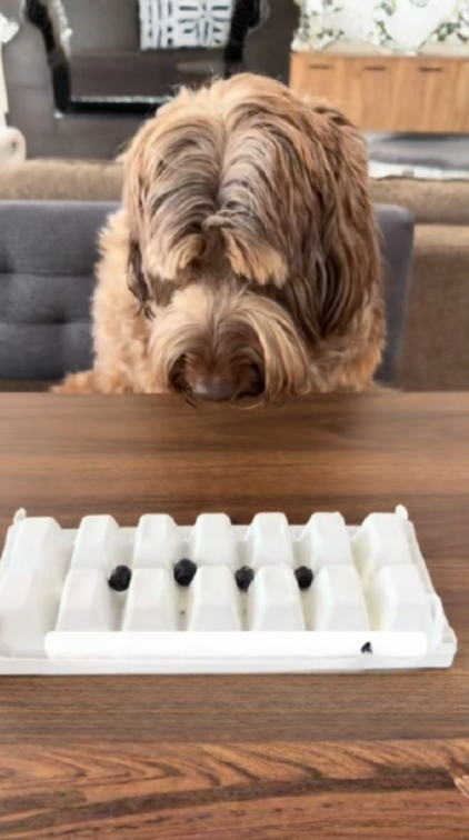 Dog enrichment hack: Turn an ice cube tray into a lick mat