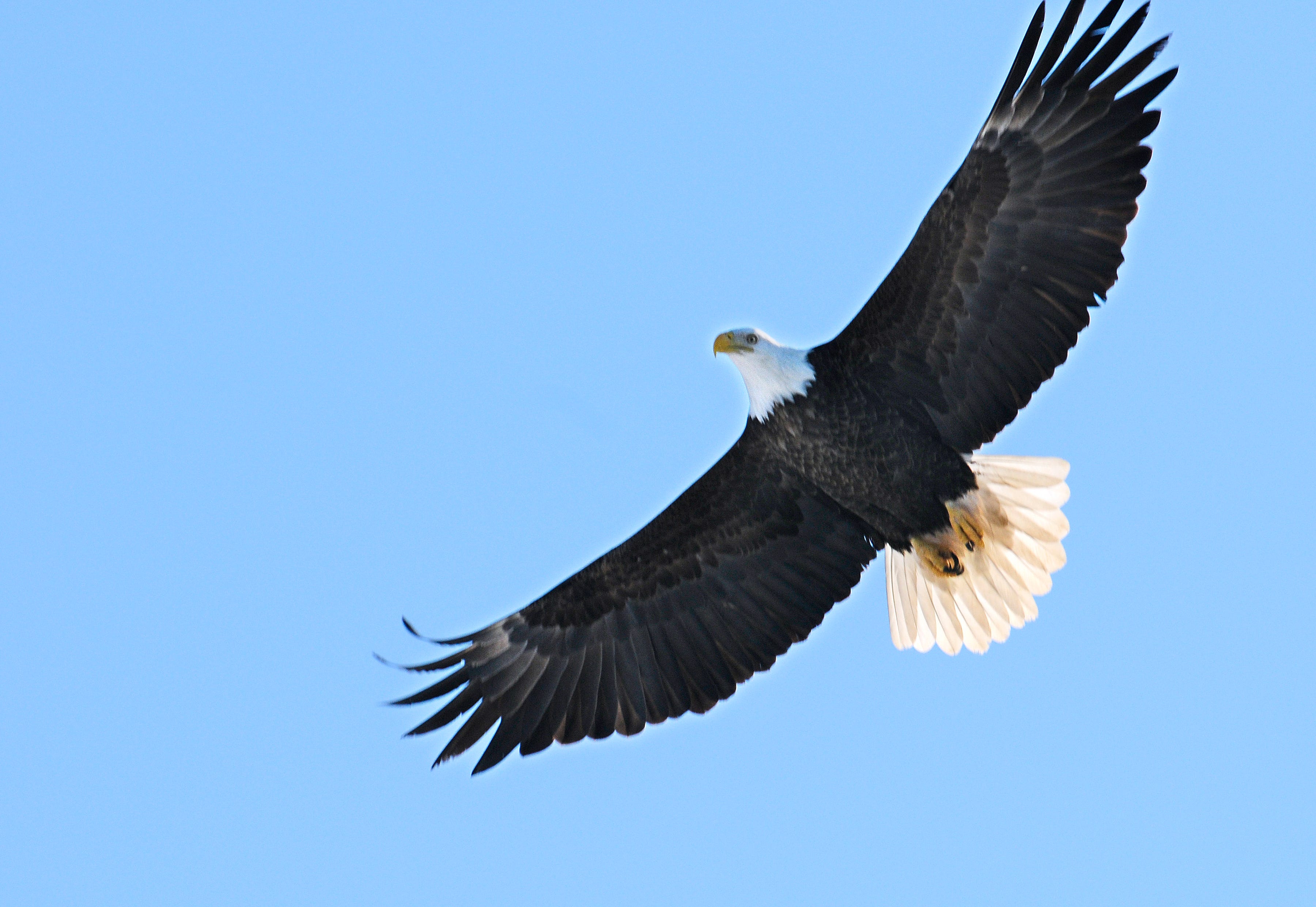 Bald eagles return to the Wabash. Why they\u0026#39;re here and how to see them