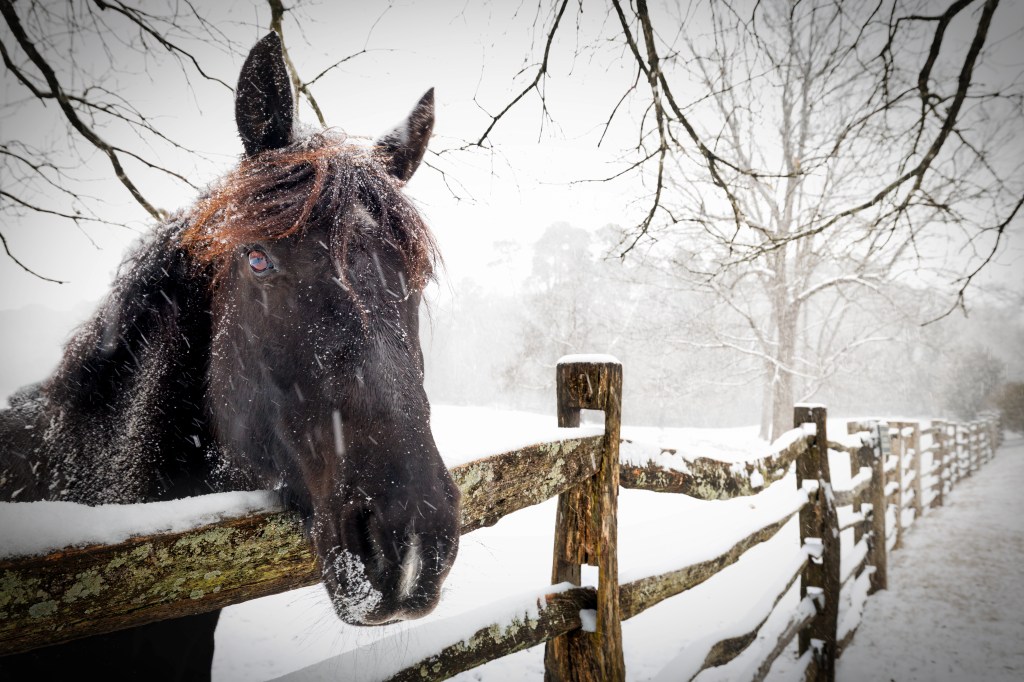 Woman pulls up home, horse immediately tells her “something is off”<br><br>