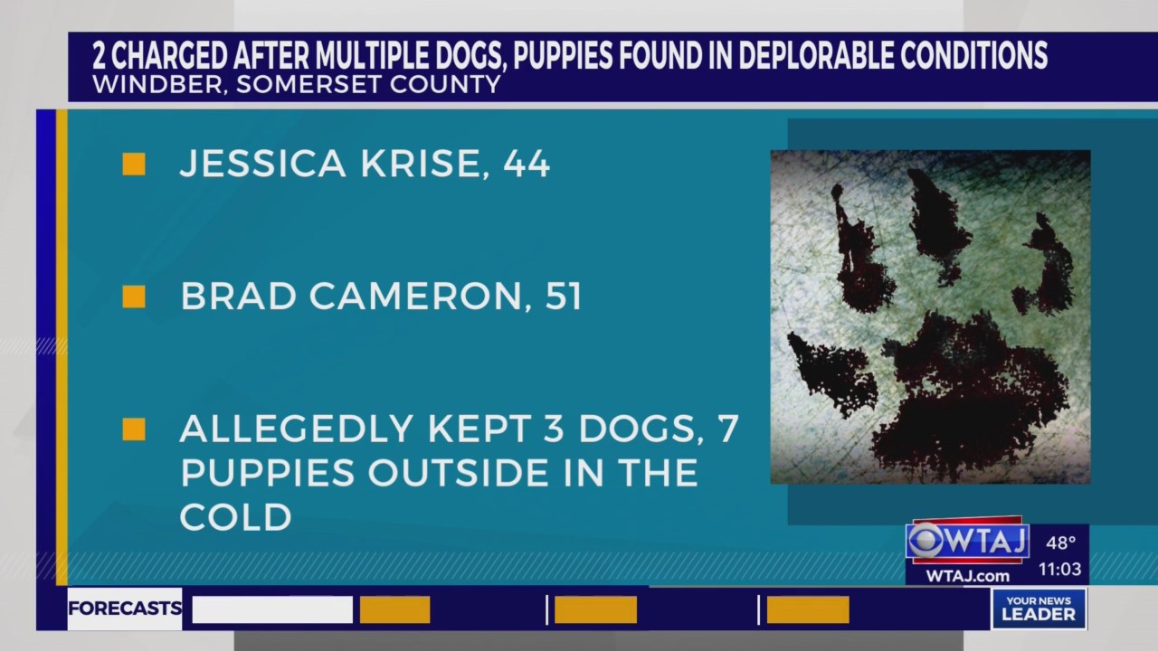 Two charged after three dogs, seven puppies found in deplorable conditions