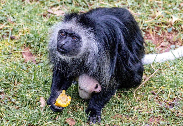 Extremely rare and endangered white monkey born at zoo