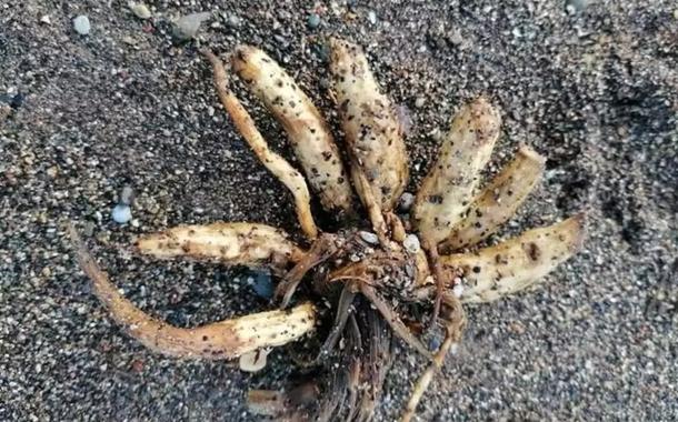 'Dedos-de-morto': planta capaz de matar em poucas horas é encontrada em ...