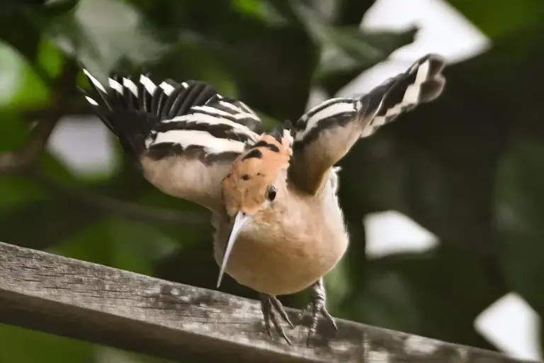 Vanished since the ’80s, a zebra-striped bird with a wild crest just ...