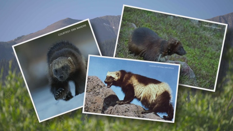 Colorado to reintroduce wolverines, a first for the US